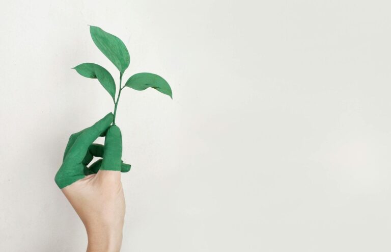 Hand holding green leaf plant on white background.