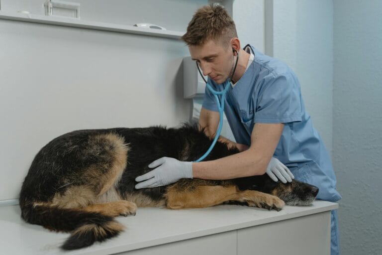 How Veterinary Clinics Can Safely Manage Medical Waste